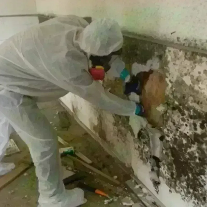 Mold Remediation and Removal in Richland County, IL